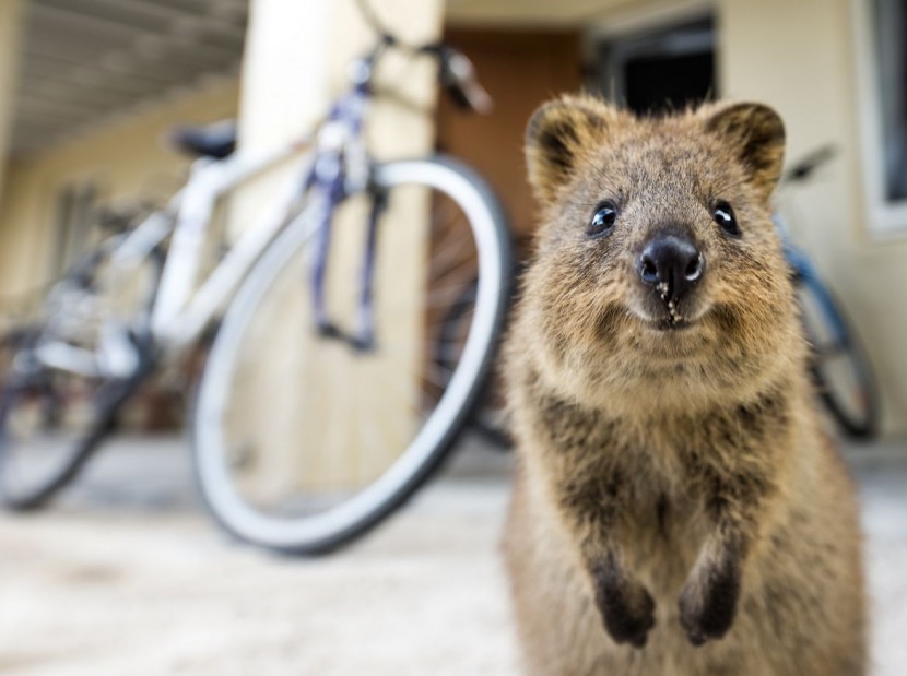 可爱的微笑,它就是短尾矮袋鼠quokka,主要位於澳洲西南部的rottnest岛