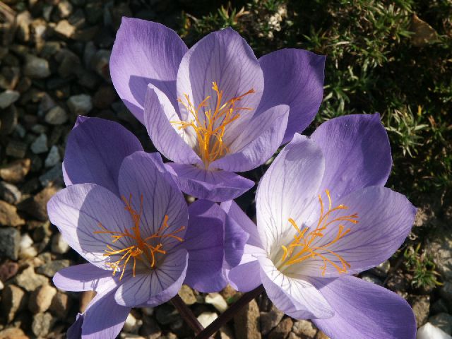 crocus speciosus &quot;oxonian&quot