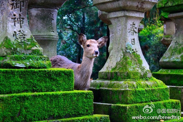 奈良的鹿