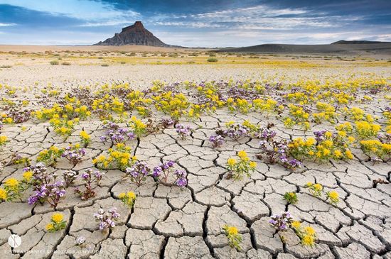 植物要在干旱的沙漠地区生长存活并不容易,水分一旦减