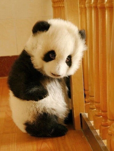 熊猫宝宝,很可爱,对吧?