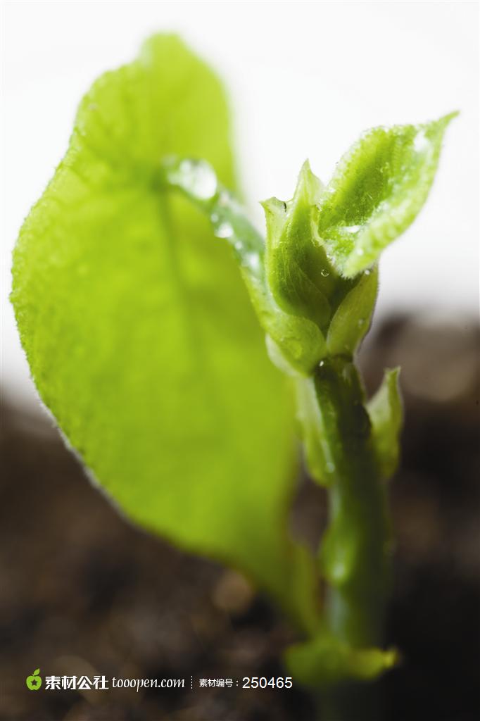 幼苗新芽高清特写植物嫩叶摄影背景桌面壁纸图片素材