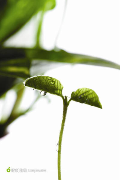 幼苗新芽-绿芽和水珠摄影图片高清摄影图片素材