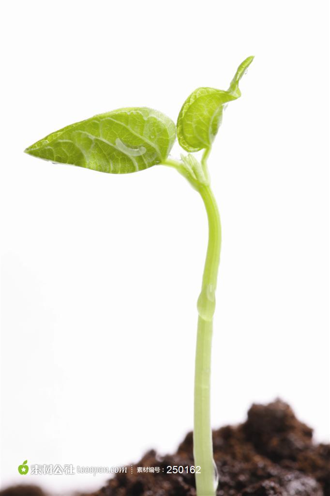 幼苗新芽正在发芽的植物种子高清摄影图片素材