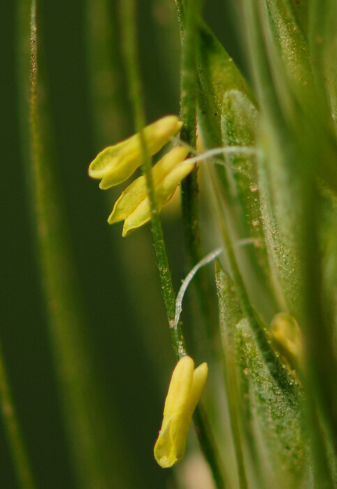 小小麋鹿 花语字典 Wheat Triticum 小麦 花语 繁荣 堆糖 美图壁纸兴趣社区