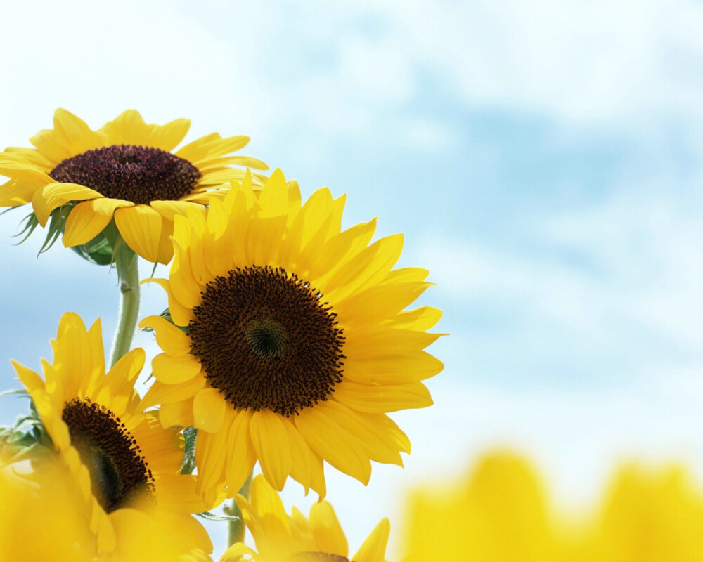 小小麋鹿【花语字典】sunflower(helianthus annuus)向日葵.