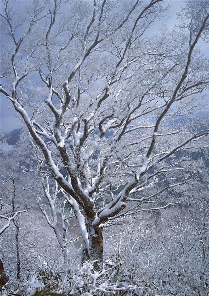 树林树木在森林中的参天大树挂着冰雪高清桌面图片素材