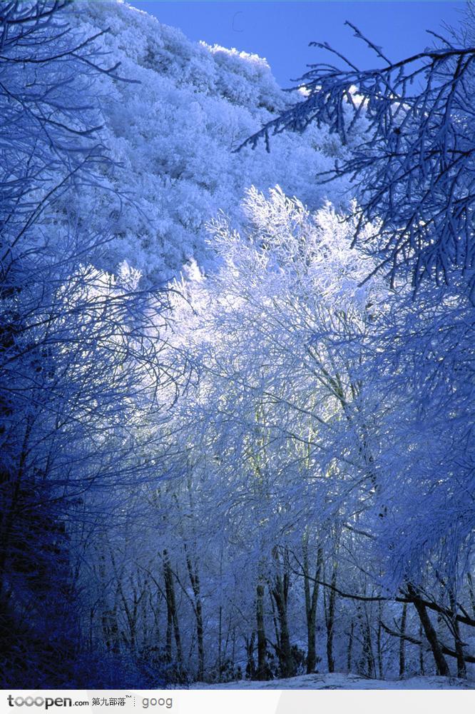蓝色幽静的雪松小径