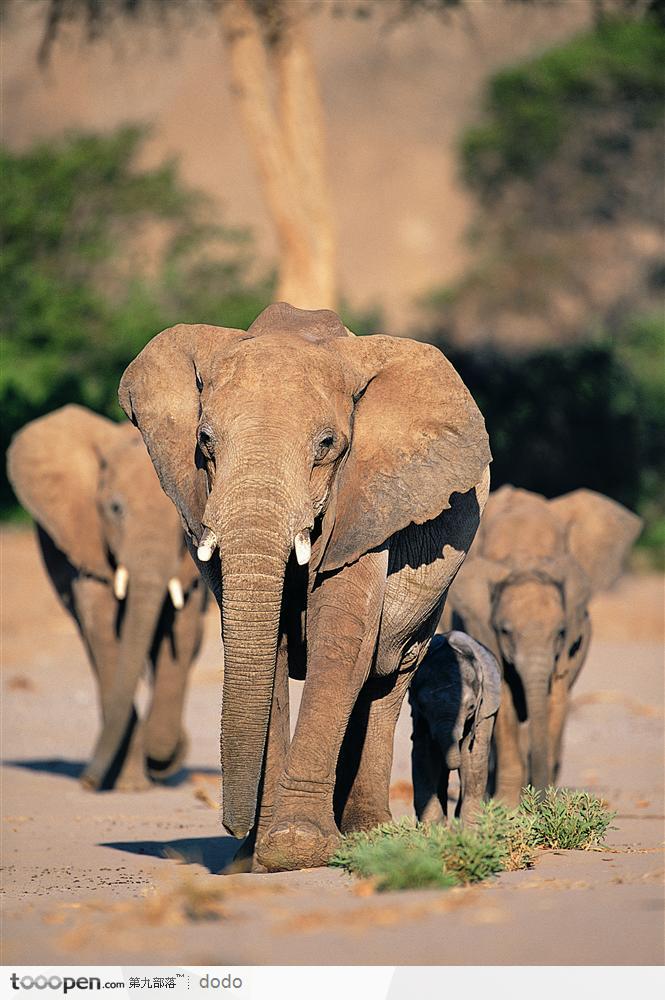 非洲野生大象·小象群 - 堆糖,美图壁纸兴趣社区