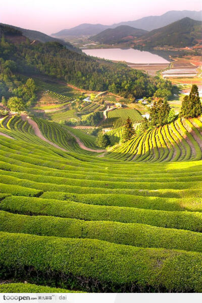 自然景致-嫩绿的茶林高清摄影桌面壁纸图片素材