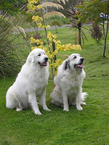 大白熊犬,别名比利牛斯山犬(pyrenean mauntain dog.