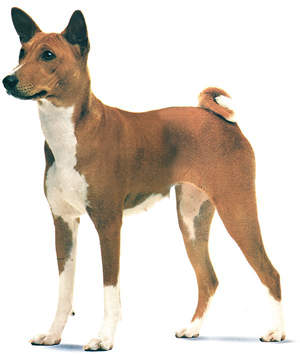 巴仙吉犬,英文名basenji,属于狩猎犬.