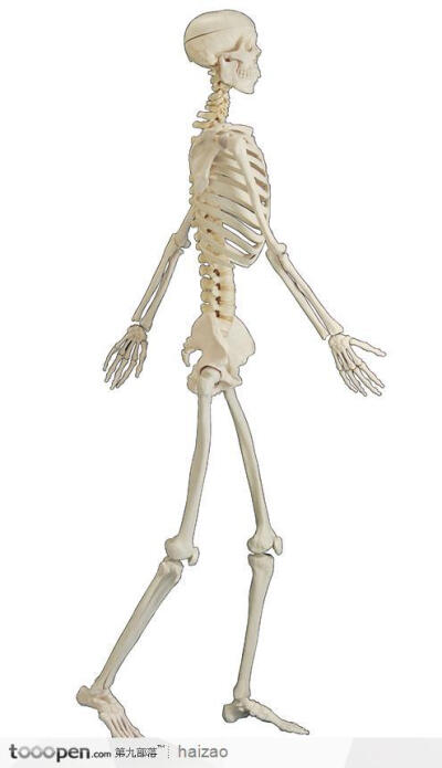 人体骨骼结构模型