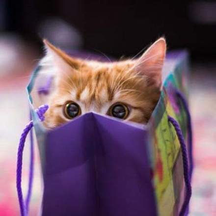 买纸袋送猫咪啦图自spotlightmediajp
