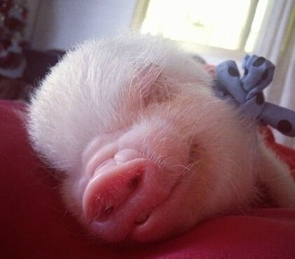 一只刚出生的小猪猪一副睡眼朦胧的样子真是可爱到爆表了有没有啊