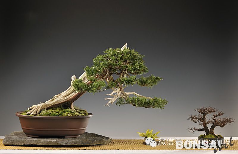 来自中国盆景赏石