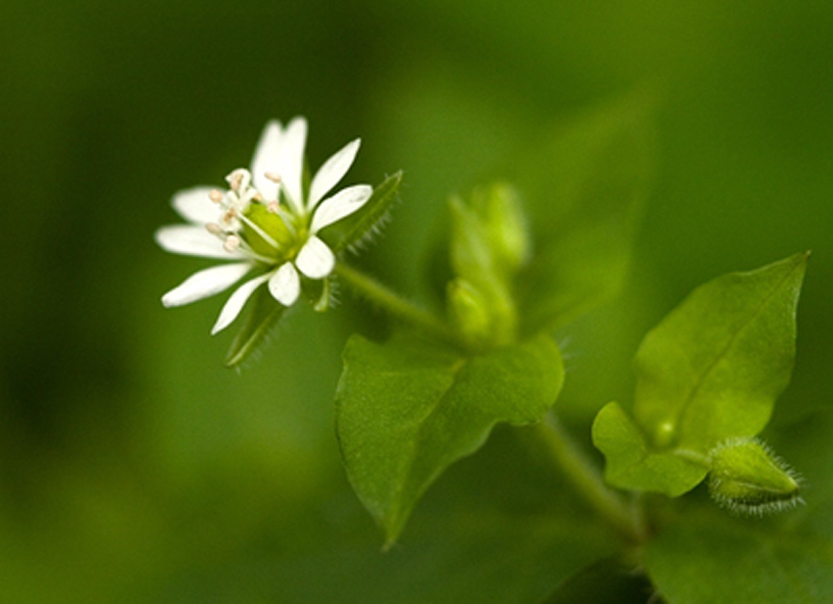 小小麋鹿【花语字典】starwort(stellaria)繁缕.花语:欢迎