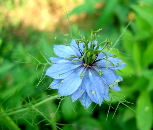 小小麋鹿【花语字典】love-in-a-mist(nigella damascena )黑种草.