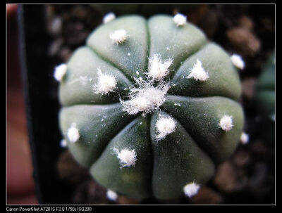 散斑兜锦(实生)仙人掌科星球属 多肉植物 仙人球 仙人掌 花卉