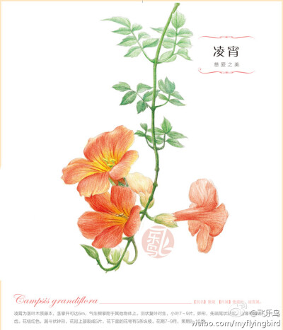 飞乐鸟[彩铅]凌霄花