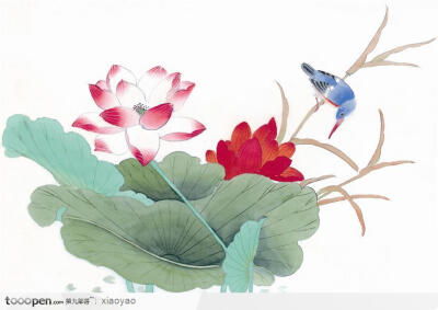 荷花