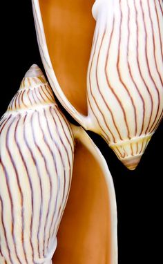 shell on pinterest