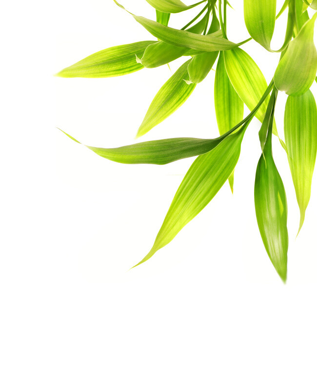 绿叶 竹叶 植物 绿色大自然图片素材免费.