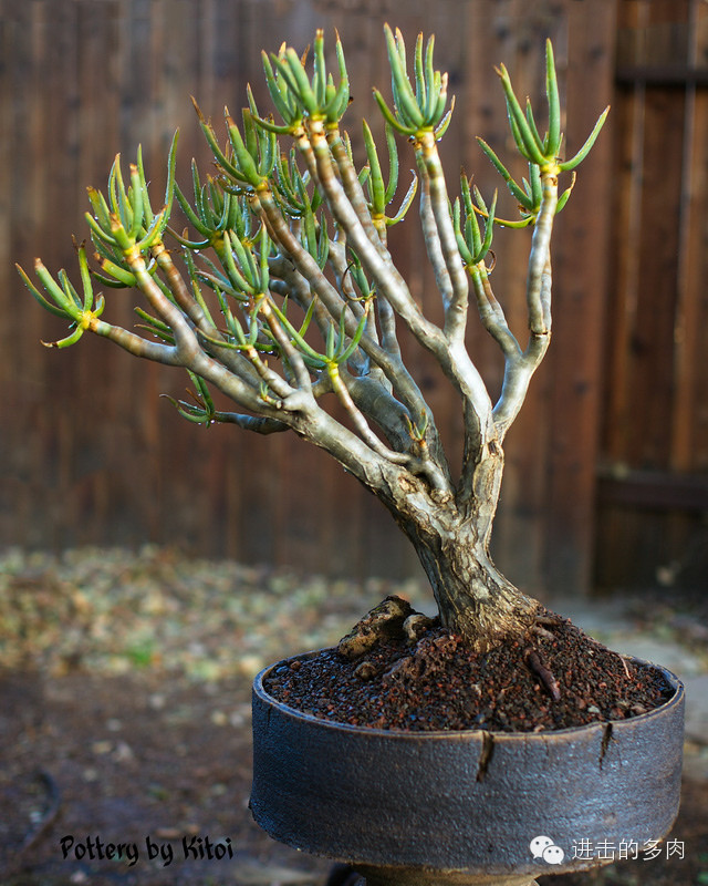 aloe ramosissima:多枝芦荟赏色:kitoi家惊为天人的的盆器和老桩 2014