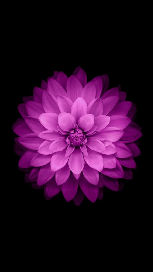 ベスト Iphone 壁紙紫花 ただ素晴らしい花