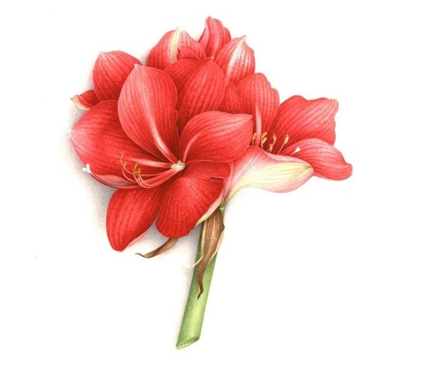 vincent jeannerot的精美花卉绘画作品