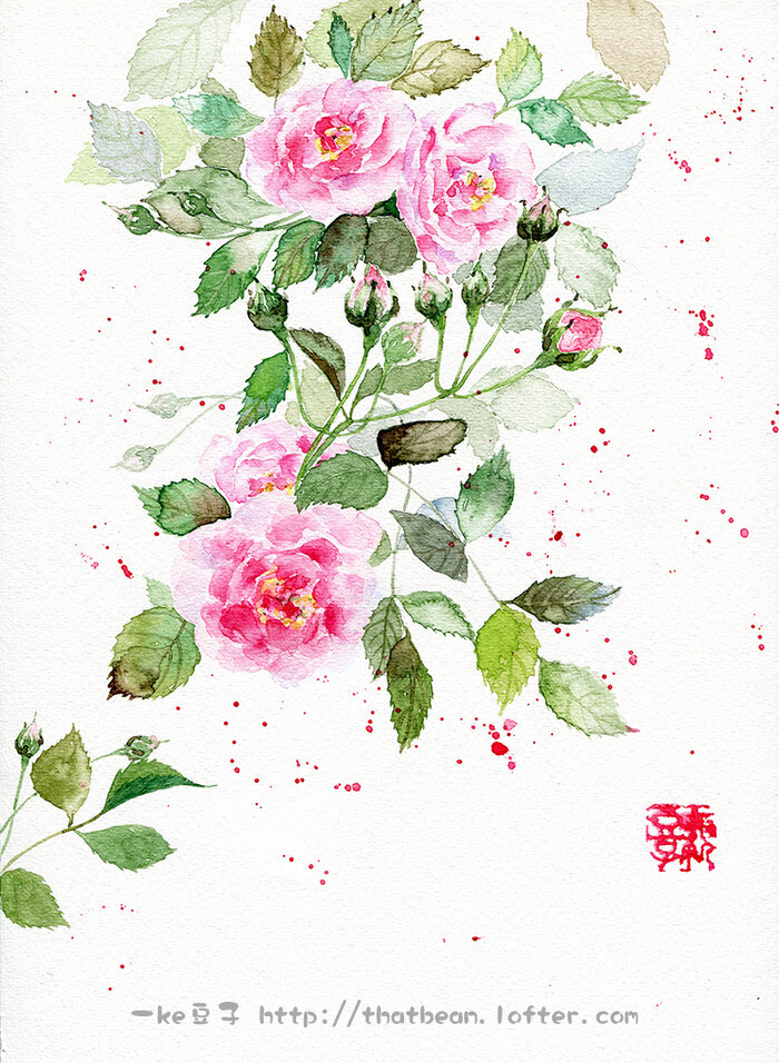 水彩插画—蔷薇