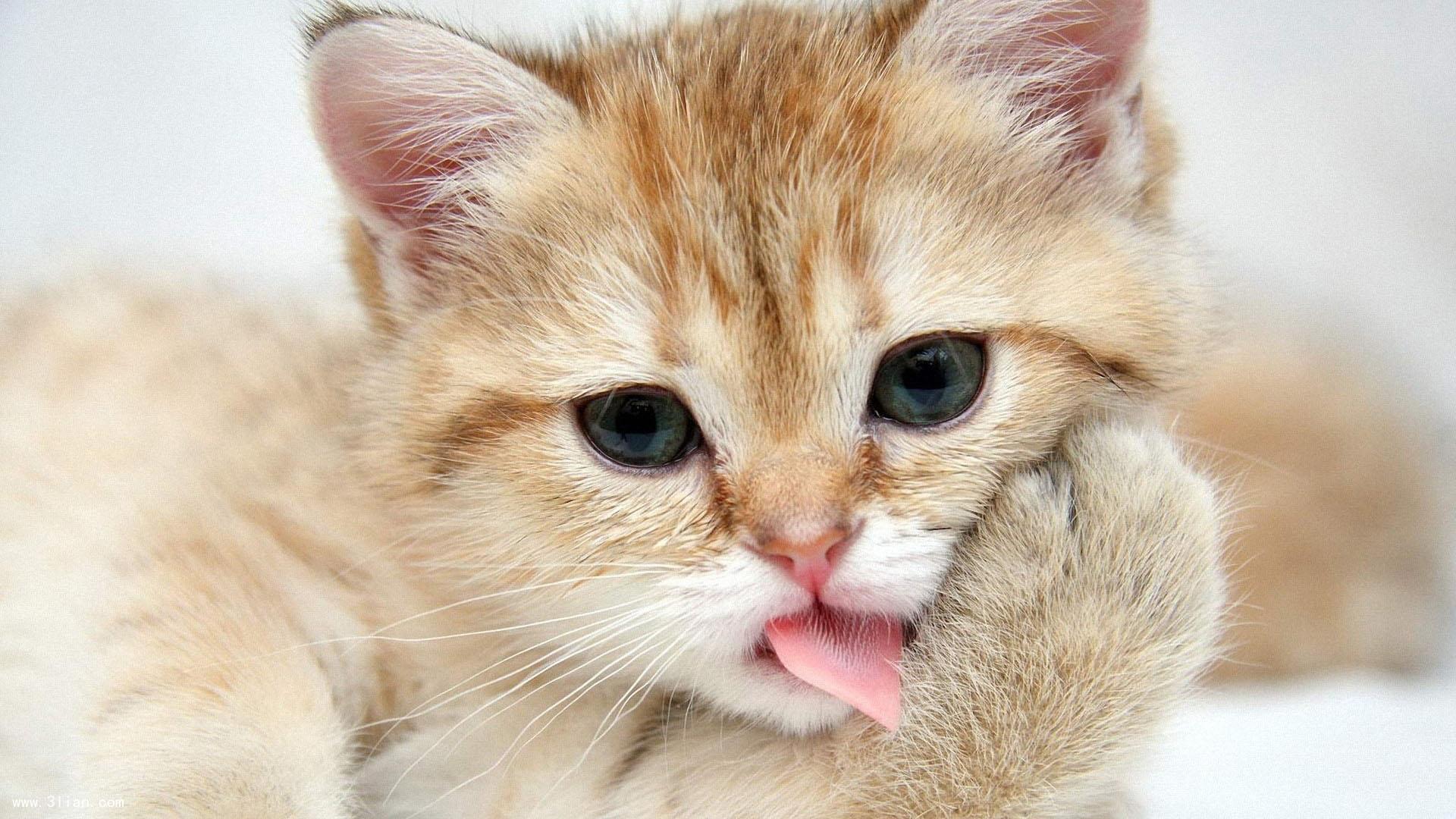 可爱淘气的猫咪图片