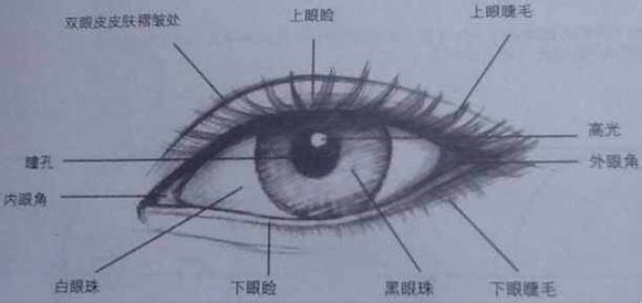 眼睛部分讲解