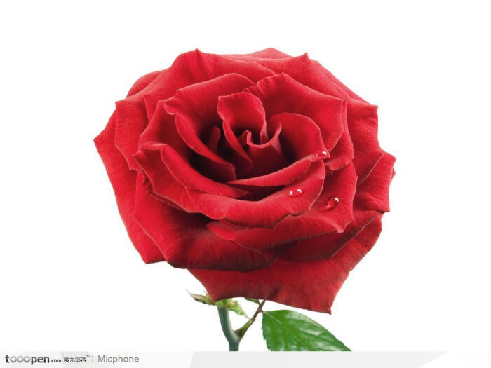 psd花束-有露珠的红色玫瑰花一朵
