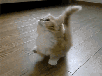 我的小奶猫,是不是很q啊!感觉自己萌萌哒