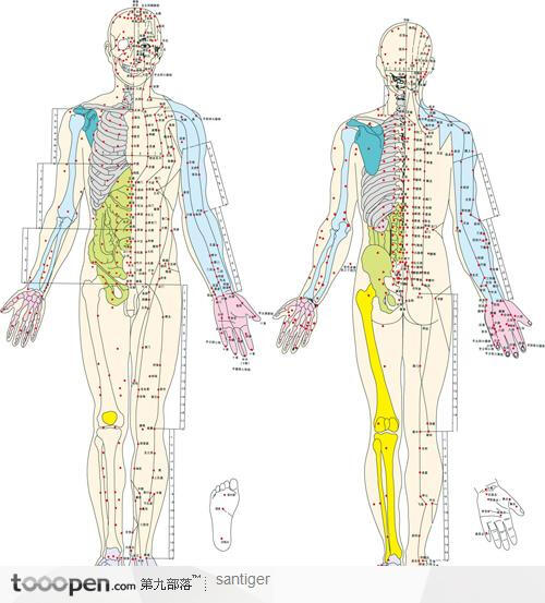 人体经络穴位图