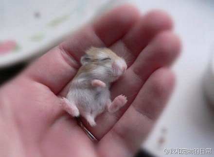 一只在手上睡着了的小仓鼠,啊啊啊啊,实在太萌了^_^,好想养一只那