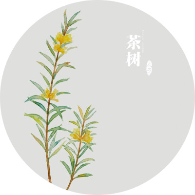 茶树