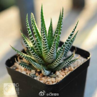 条纹十二卷 6cm 多肉植物http://t.cn/r7tnpil