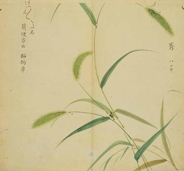 诗经中的植物:狗尾巴草《诗经.齐风.甫田:无田甫田,维莠骄骄.