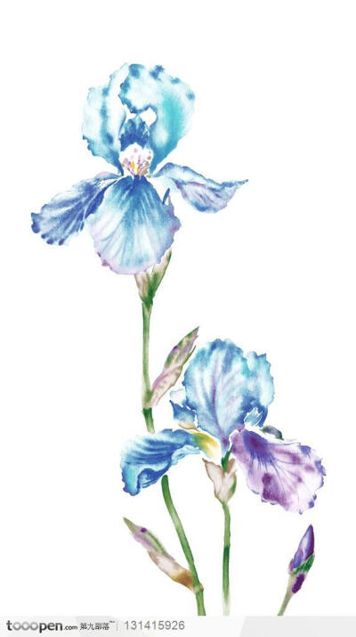 手绘花纹-水彩画写真蝴蝶花