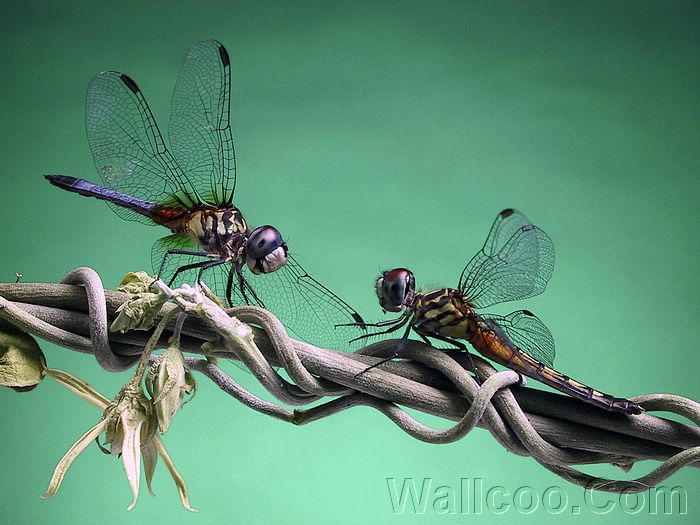 趣味动物微距摄影 - 蜻蜓- 趣味动物摄影壁纸20