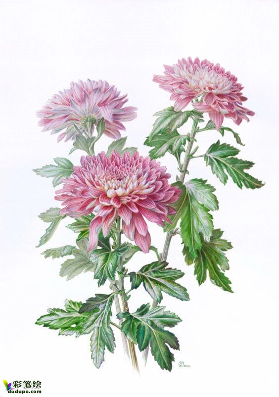 彩铅花卉-彩铅画欣赏|彩铅画|水彩画|彩笔