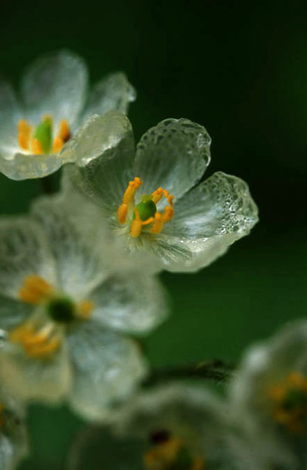 日本存在淋雨后花朵会变透明化的真实植物 堆糖 美图壁纸兴趣社区