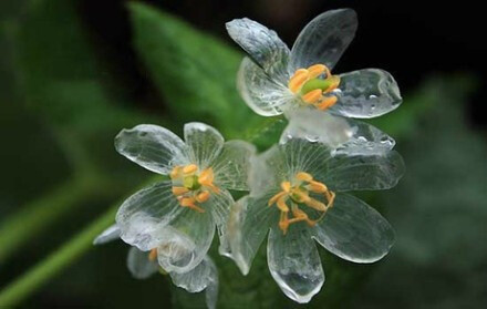 雨后花瓣会透明的山荷叶