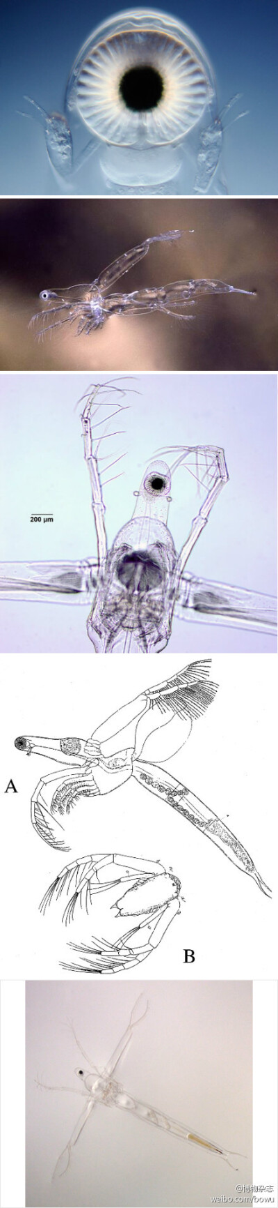 【使徒在看着你】薄皮溞是一类大型浮游动物,属于节肢动物门,鳃足纲