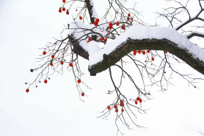 设计目录 柿柿如意.《雪柿图》.