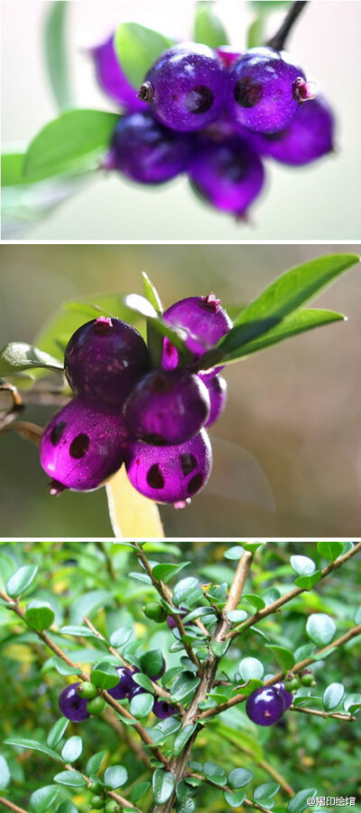 yunnanensis,为忍冬科忍冬属的常绿小灌木,果实颜色非常靓丽