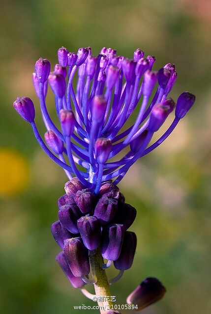 葡萄风信子家族中的一员:流苏葡萄风信子(muscari comosum) 就像大