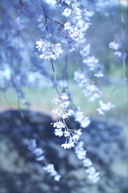 【花庐花事】待到繁花盛开时,我们一起坐花下,赏花落,笑谈浮生流年.